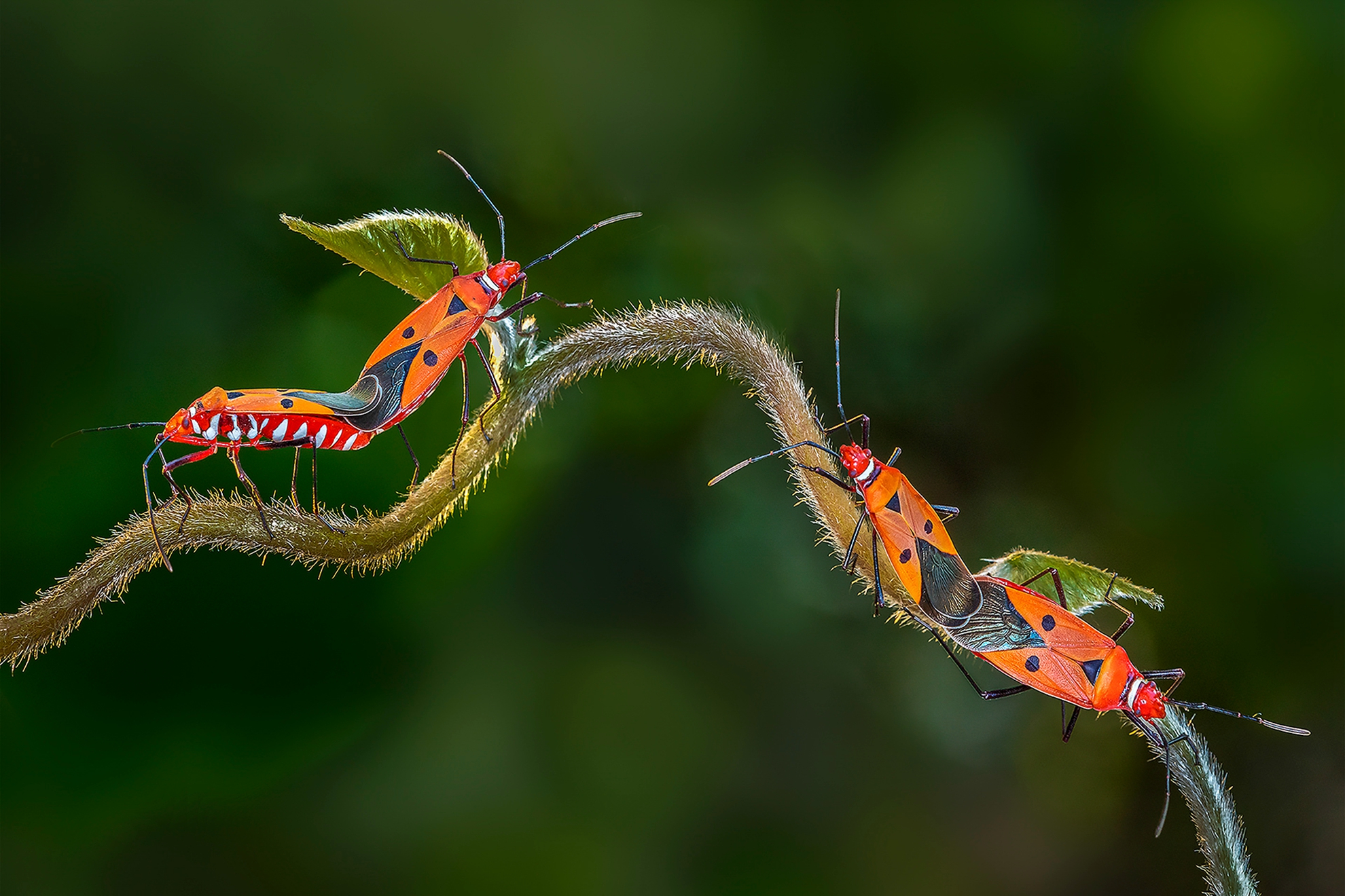 1月-入選-椿象-戴志英